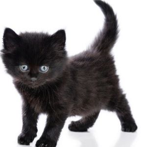 Meet your Posher, Littlekitten